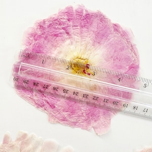 May include: A pressed, dried flower with light pink and white petals and a yellow center, positioned beneath a clear plastic ruler showing a diameter of approximately 3.5 inches. A portion of another pressed flower is visible at the bottom.