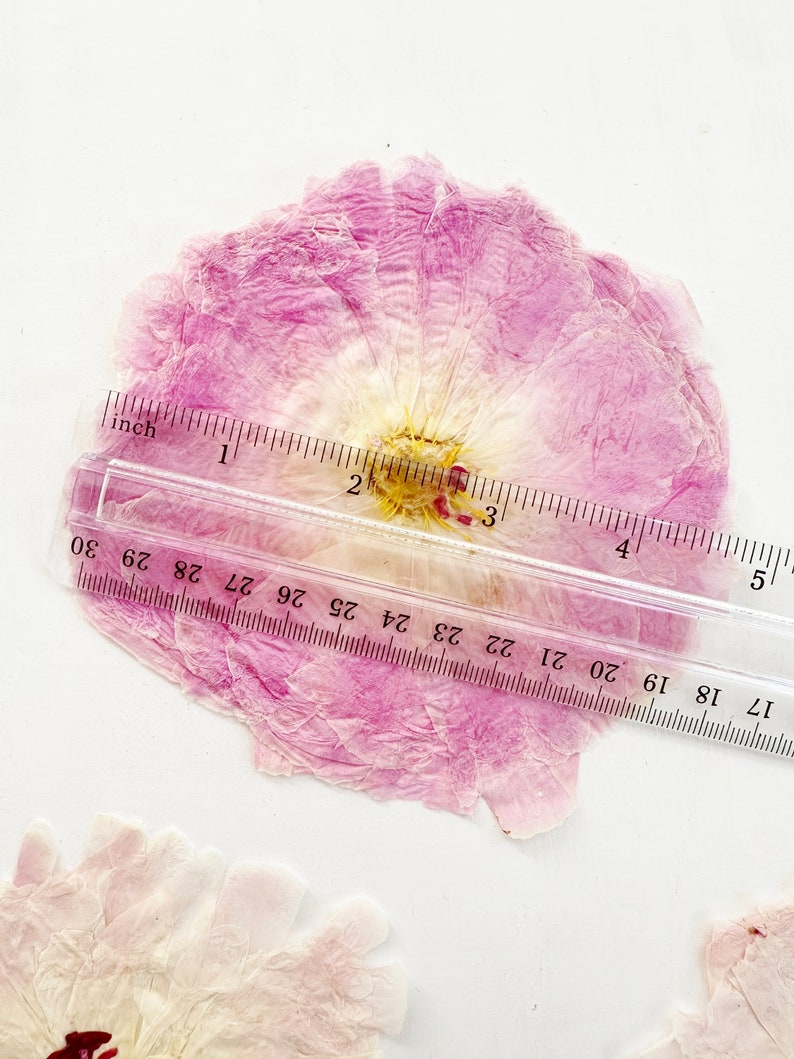 May include: A pressed, dried flower with light pink and white petals and a yellow center, positioned beneath a clear plastic ruler showing a diameter of approximately 3.5 inches. A portion of another pressed flower is visible at the bottom.