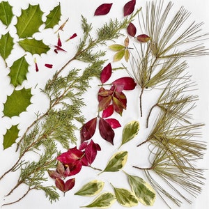 May include: A collection of pressed leaves and flowers, including green holly leaves, red and green pine needles, and red and green leaves with a textured surface.