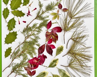 Pressed Christmas foliage - 25 holidays leaves in green and red - grown in NJ, USA garden - Christmas decor, holidays decoration (L/CHRI 1)