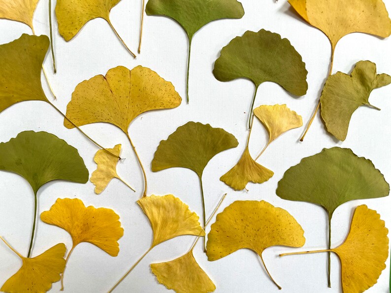 Pressed ginkgo leaves yellow and green ginko biloba 20 leaves grown in USA garden crafts, resin, jewelry, cards, wedding L/GINK 1 image 5