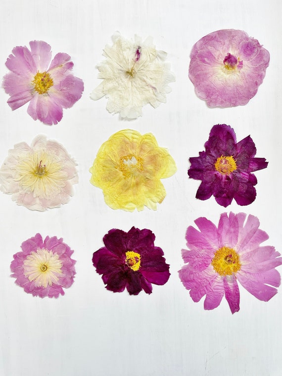 Pressed peony flower - real flower from my NJ garden - 1 large flower - pressed for crafts, resin, jewelry, wedding decor (F/PEON 1)