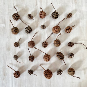 Dried redwood sequoia pinecones - real mini cones - 25 count - for crafts, resin, christmas, holidays decor, wedding decor