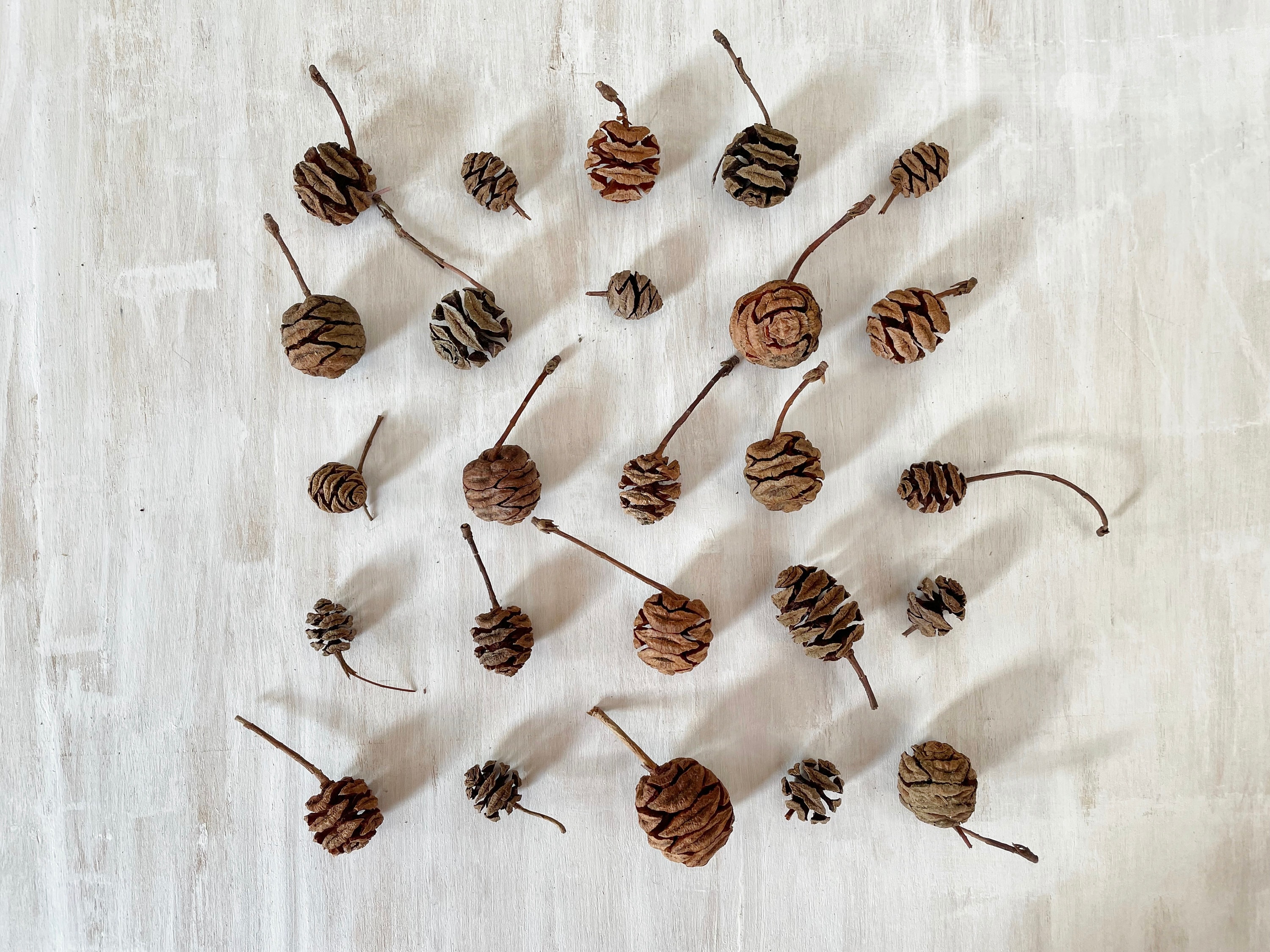 【希少】松ぼっくり ロサンゼルス　50年以上前　レア　大きい　天然物　植物　ロス 乾燥したセコイアの松ぼっくり - 本物のミニ松ぼっくり - 25 個