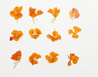 Pressed nasturtium flowers - 12 real nasturtium flowers without stem - orange and yellow - crafts, resin, wedding, cake decor (F/NAST 2)