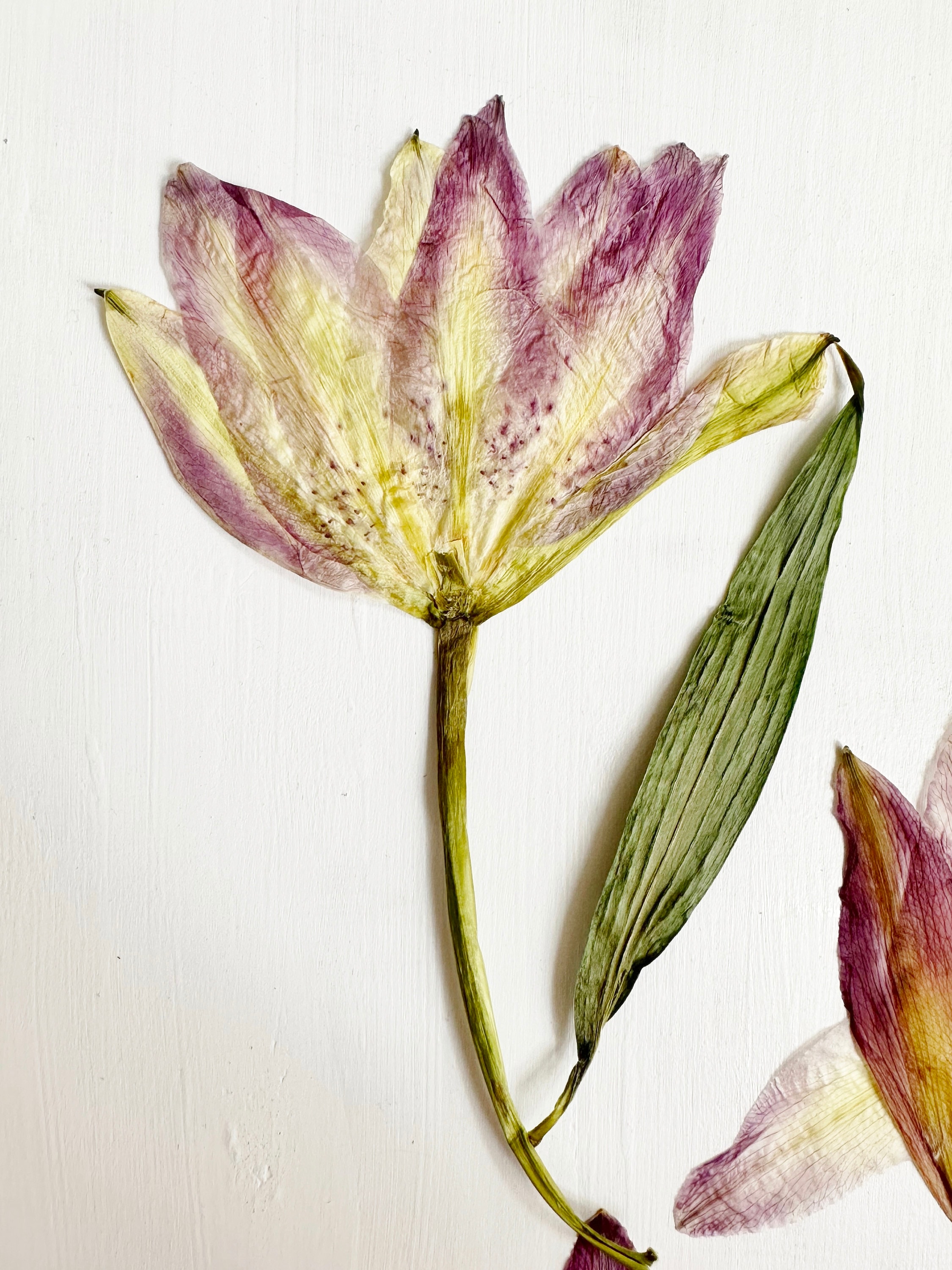 Gepresste Lilien – 1 echte asiatische Lilienblüte – Kunsthandwerk, Harz, Schmuck, Hochzeitsdekoration, Kerzen, Karten (F/LILY 2)