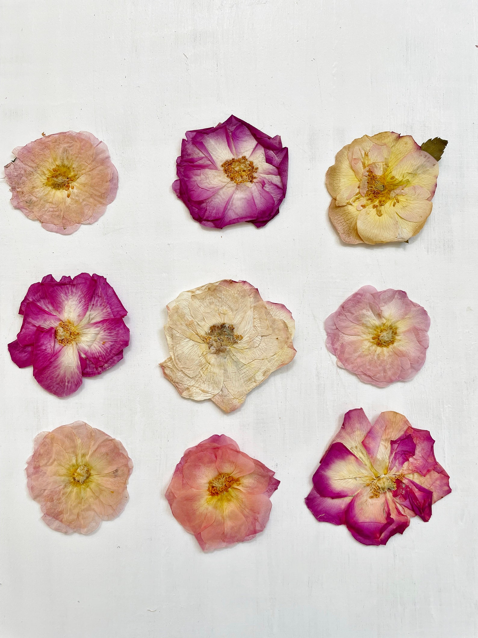 Pressed Roses - 9 Real Flowers - Small Whole Roses - Multicolor Mix ...