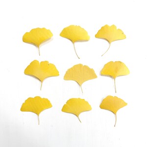 May include: Nine bright yellow ginkgo leaves arranged on a white surface. Each leaf has a fan-like shape with a long, slender stem. The leaves vary slightly in color, ranging from a vibrant yellow to a more muted tone.