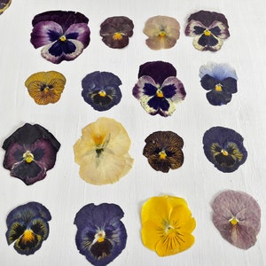 Pressed pansies 16 real dried large pansy flowers color mix crafts, resin, jewelry, wedding, candle, card making, cake F/PANS 1 image 3