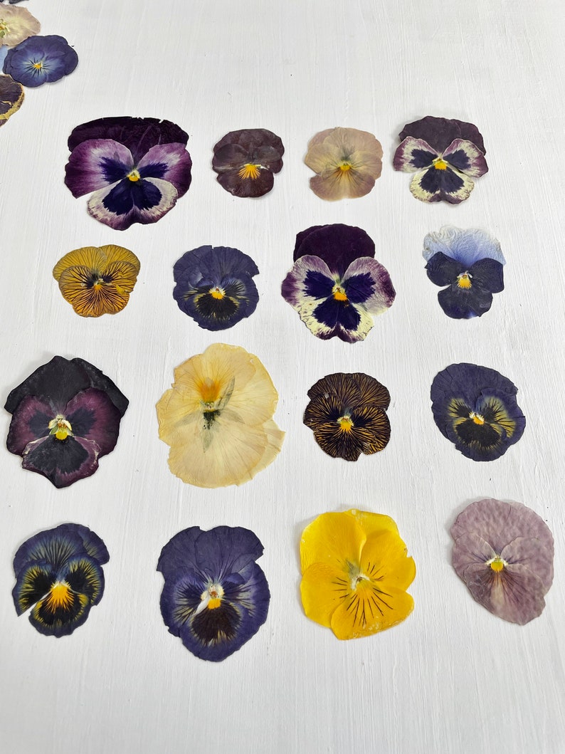 Pressed pansies 16 real dried large pansy flowers color mix crafts, resin, jewelry, wedding, candle, card making, cake F/PANS 1 image 3