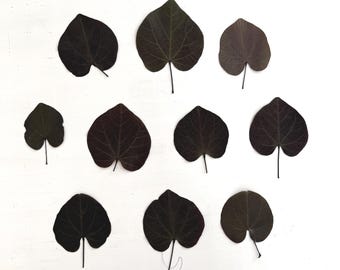 Hojas de cercis prensadas - 10 hojas de árbol de cercis negro - follaje real en forma de corazón - cercis negro - manualidades, resina, boda (L/CERC 2)