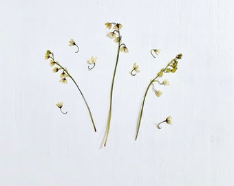 Lirio de los valles prensado - 3 tallos de flores reales + campanillas - cultivado en Nueva Jersey, EE. UU. - artesanías, resina, joyería, bodas, velas, jabón (F/LILY 1)