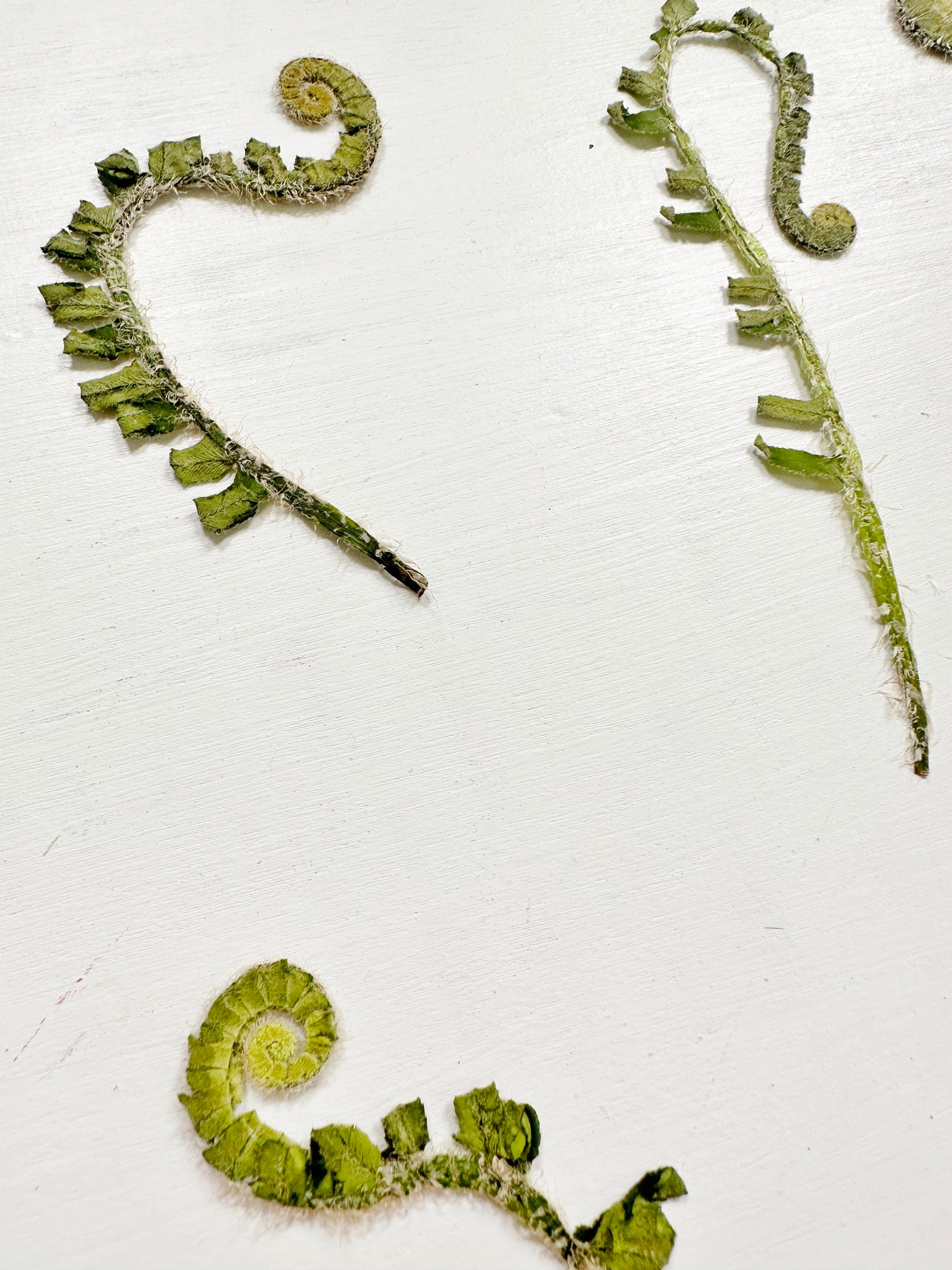 Pressed Fern Curls - Real Fiddlehead Ferns - 6 Small Curly Fern Leaves ...