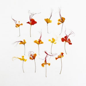 Pétales de poinciana pressés - 12 vraies fleurs de poinciana nain - orange et jaune - travaux manuels, résine, bijoux, mariage, bougie, carte (F/POIN 2)