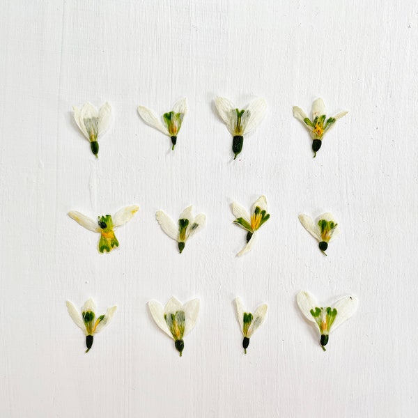 Pressed dried snowdrops - stemless - 12 real flowers - grown in my NJ yard- for crafts, resin, jewelry, wedding, birth flower (F/SNOW 3)
