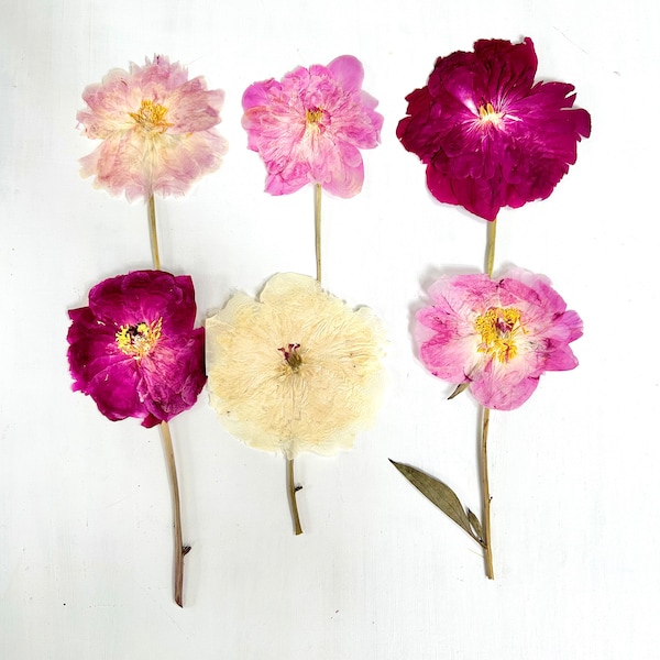 Pressed peony on stem - 1 real peony flower from my NJ garden - large pink flower - crafts, resin, jewelry, wedding decor (F/PEON 5)