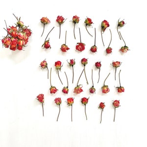 Dried mini roses on small stems - real tiny orange rosebuds - organic grown in NJ - crafts, resin jewelry, wedding decor - birth flower