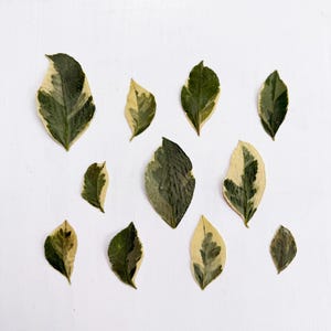Pressed lemon leaves - real dried leaves - 10 variegated lemon leaves grown organically in USA - real pressed lemon leaves (L/LEMO 1)