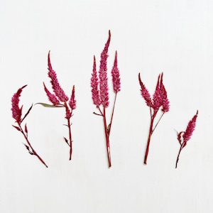 May include: Five sprigs of dried pink flowers arranged on a white background.