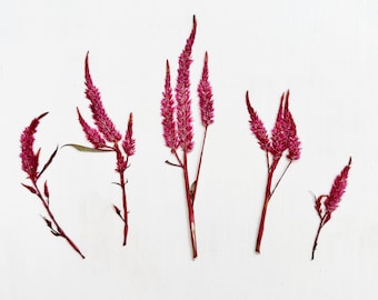 Pressed celosia flowers - 5 pink flower spikes - real flowers - for crafts, resin, jewelry, wedding decor, candles (F/CELO 2)