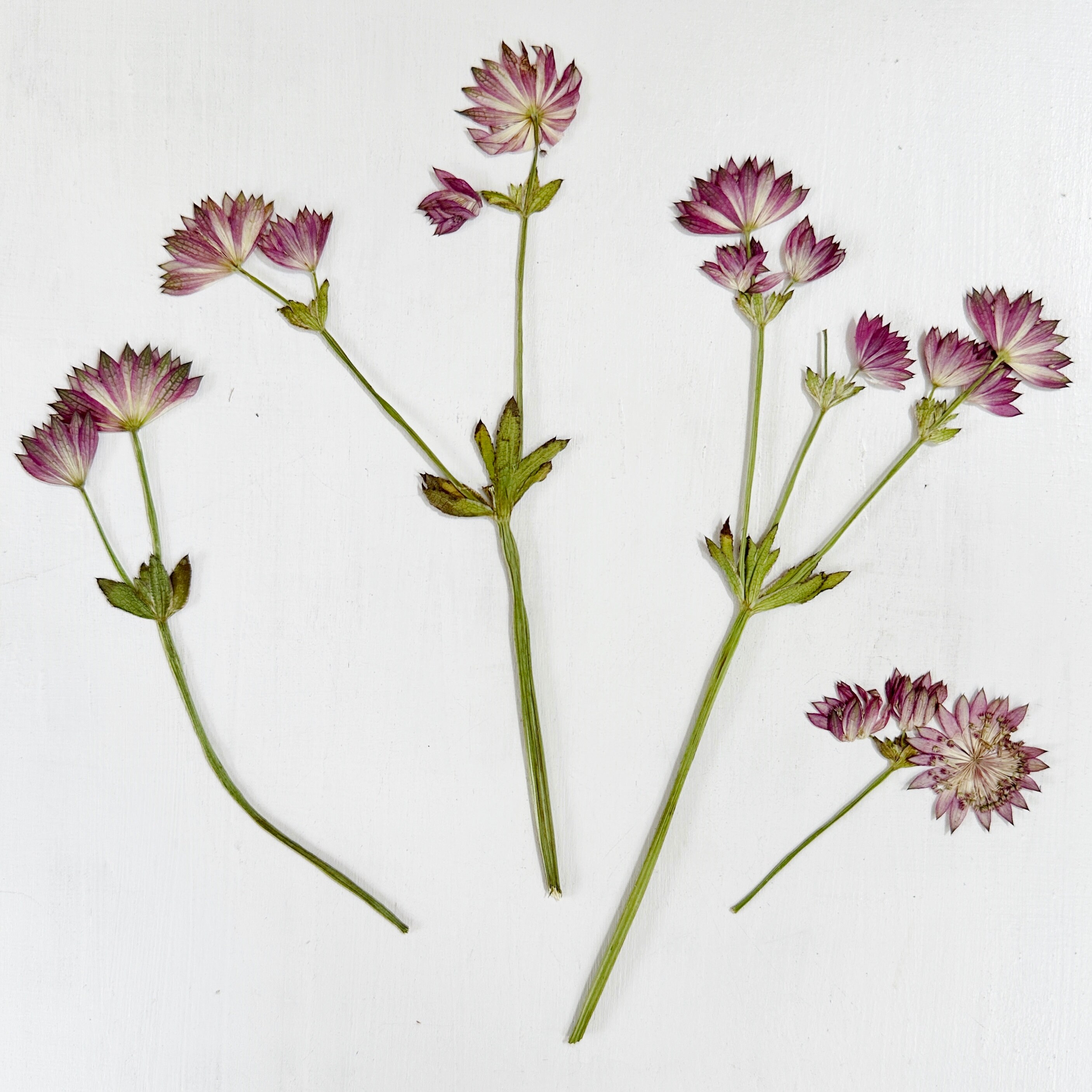 Pressed Astrantia on Stem - 4 Real Astrantia Flower Stems Pressed Astrantia on Stem - 4 Real Astrantia Flower Stems