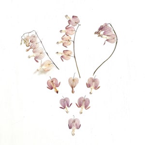Flores de coração sangrando prensadas - Dicentra spectabilis real - 3 hastes e 6 pétalas - artesanato, resina, joias, casamento, cartões (F/BLEE 3)