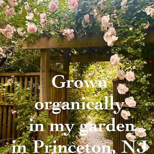 May include: A wooden garden arbor covered in blooming pale pink roses with green leaves. The white text overlay reads: Grown organically in my garden in Princeton, NJ. The structure features vertical wooden slats and a gravel path visible through the archway.