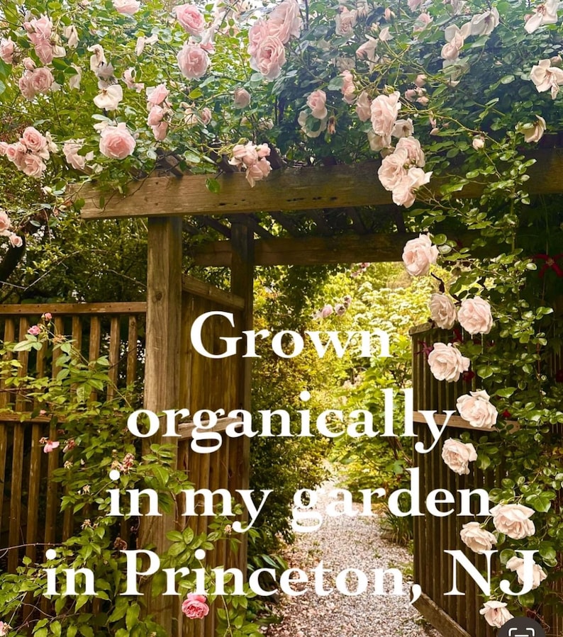 May include: A wooden garden arbor covered in blooming pale pink roses with green leaves. The white text overlay reads: Grown organically in my garden in Princeton, NJ. The structure features vertical wooden slats and a gravel path visible through the archway.