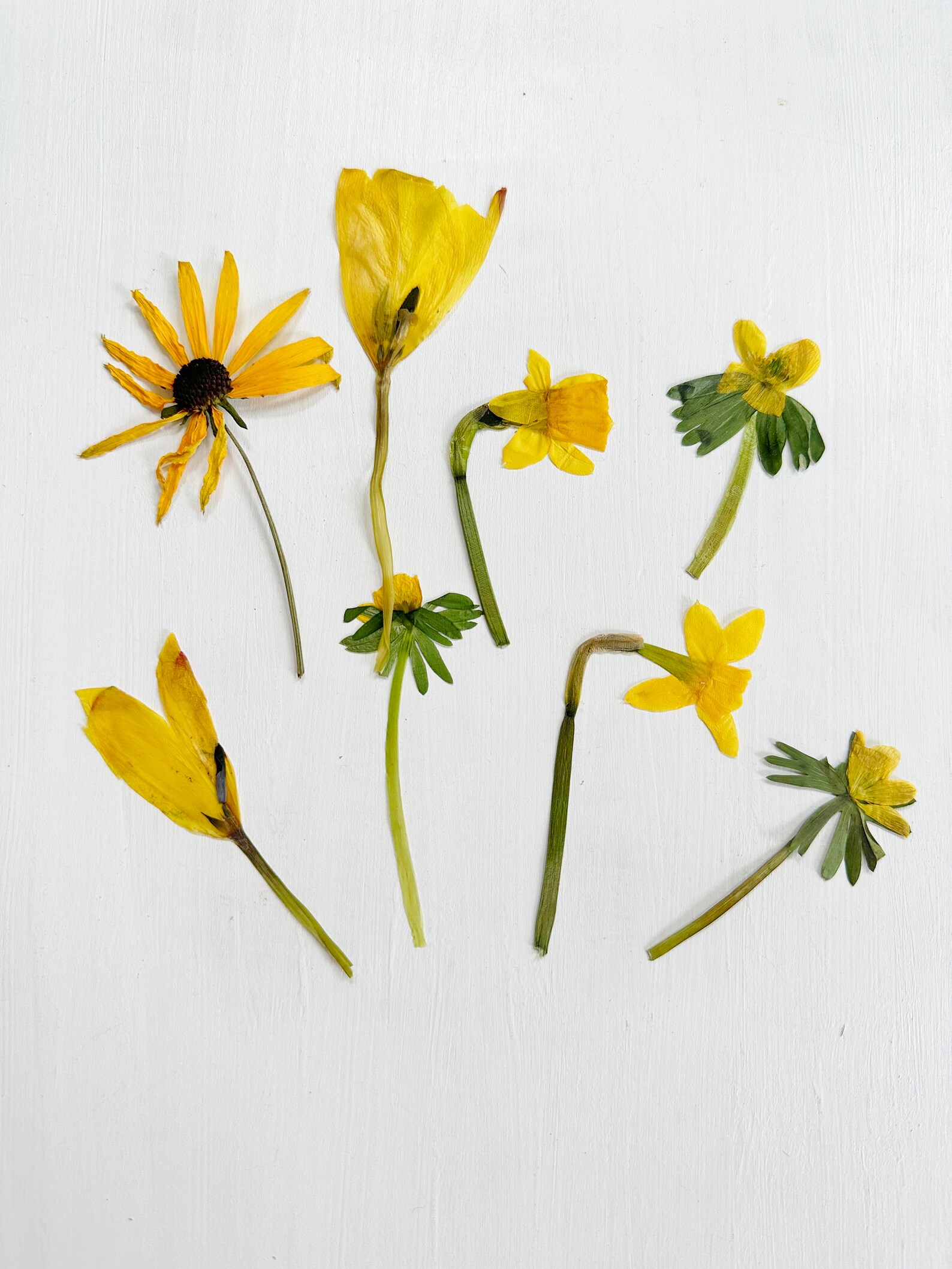 Yellow Pressed Flowers Mix - Real Dried Flowers in Yellow Shades ...