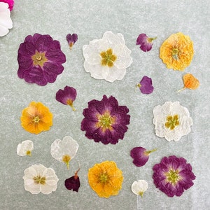 Pressed primrose flowers and petals - real dried flowers - mixed colors - pressed for crafts, resin, jewelry, wedding decor (F/PRIM 1)