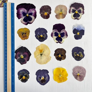 Pressed pansies 16 real dried large pansy flowers color mix crafts, resin, jewelry, wedding, candle, card making, cake F/PANS 1 image 5