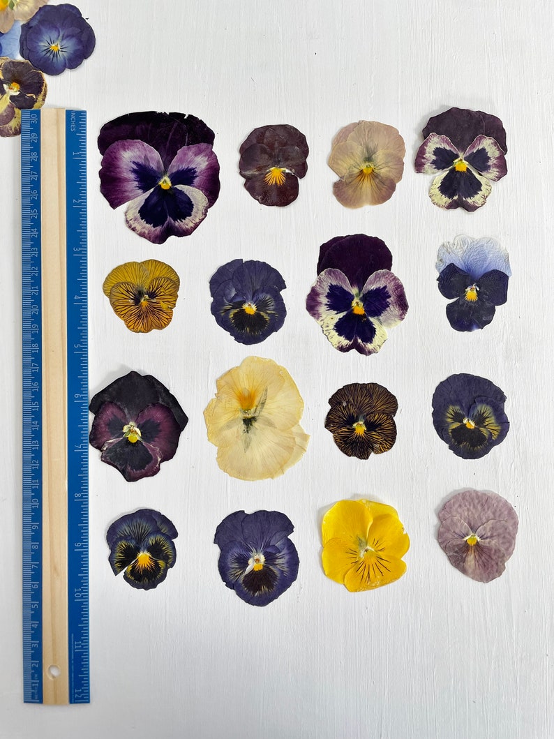 Pressed pansies 16 real dried large pansy flowers color mix crafts, resin, jewelry, wedding, candle, card making, cake F/PANS 1 image 5