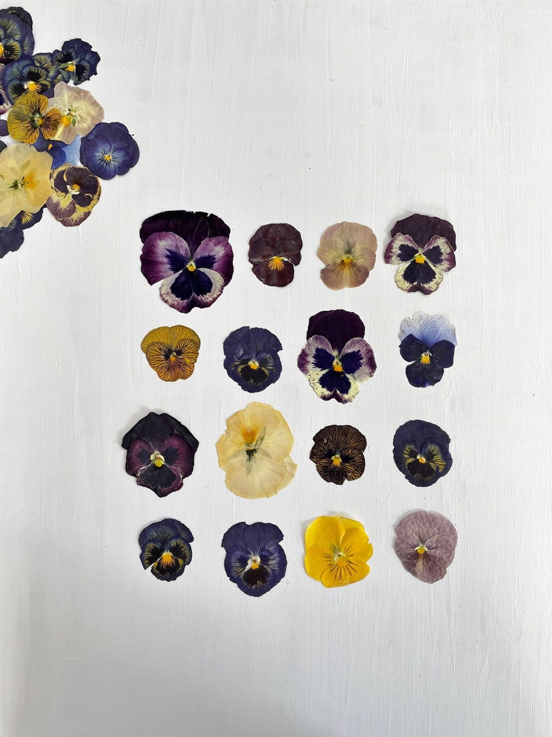 Pressed pansies 16 real dried large pansy flowers color mix crafts, resin, jewelry, wedding, candle, card making, cake F/PANS 1 image 1