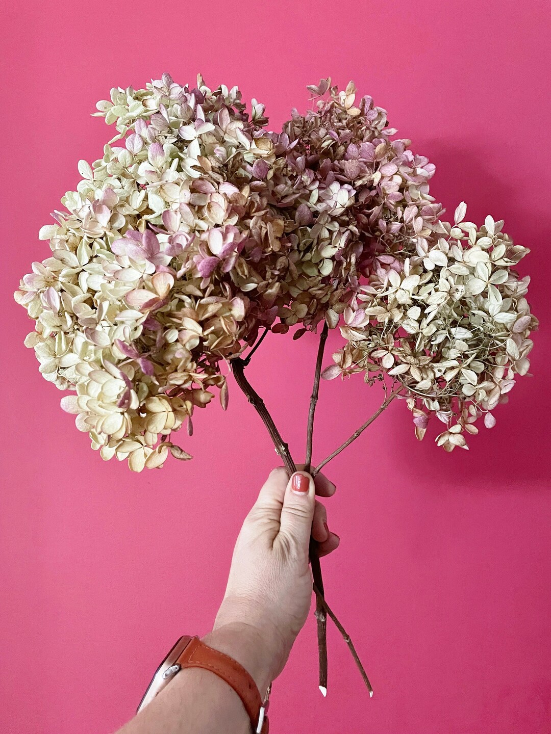 Dried Hydrangea Flowers on Medium Stems 5 Pink, Cream, and Lime Green