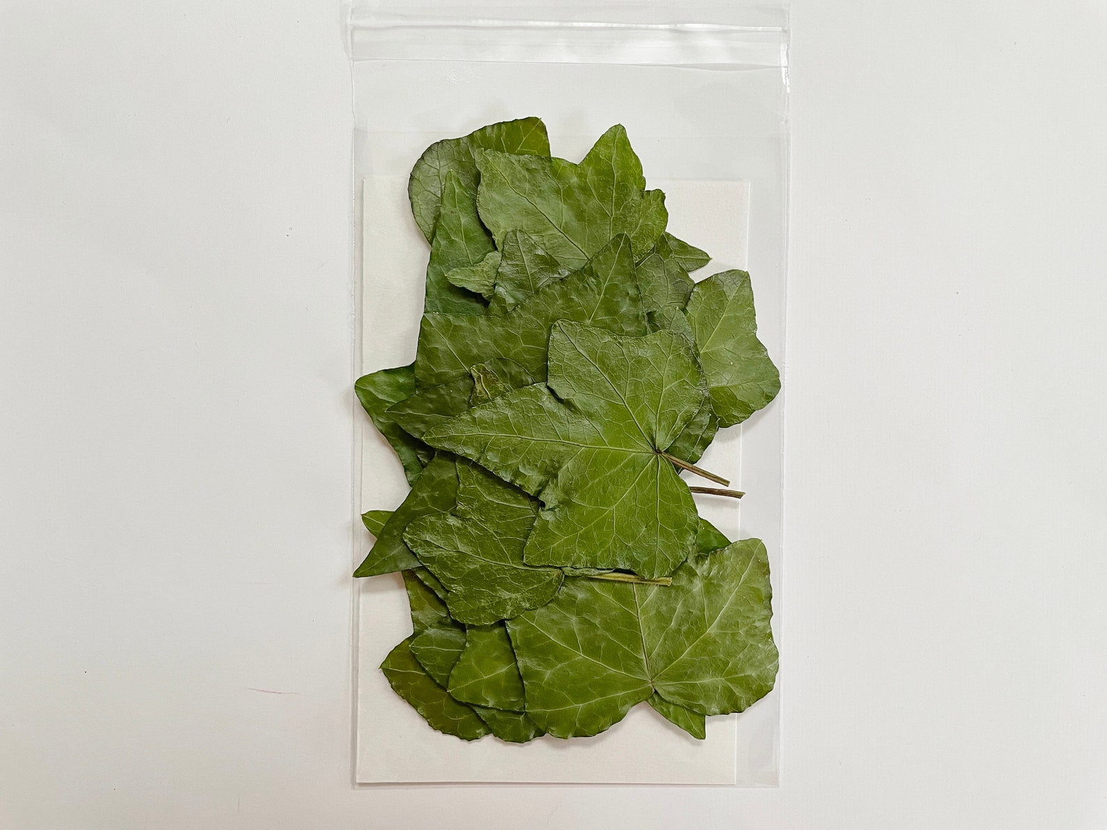 Ivyl Pressed Ivy Leaves - 16 Real Ivy Grown in Princeton, NJ - Green Ivy ...