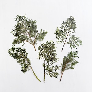May include: Five pressed botanical specimens featuring delicate, feathery green leaves with intricate branching patterns. Each individual plant stem displays a muted sage and olive color palette, showcasing fine, needle-like foliage textures.