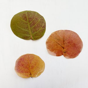 Pressed seagrape leaves - 3 large coccoloba uvifera leaves from Florida -real dried leaves - for crafts, resin, jewelry, wedding (L/SEAG 2)