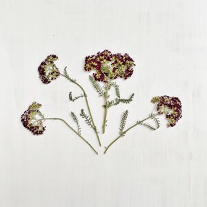 Fleurs d'achillée millefeuille pressées - 4 vraies fleurs d'Achillea sur tige - violettes - pour travaux manuels, résine, bijoux, décoration de mariage, bougie, cartes (F/ACHI 1)