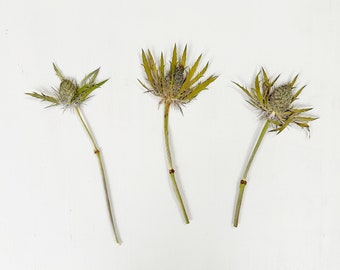 Pressed eryngium flowers - 3 stems of real Sea Holly flowers on stems - green and purple thistle - crafts, resin, wedding (F/ERYN 1)