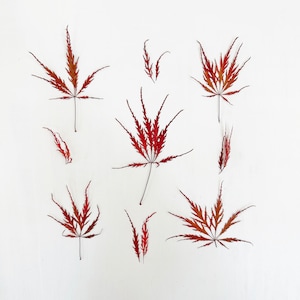 Pressed Japanese maple foliage - 5 red leaves of Laceleaf maple tree (Acer Palmatum) - crafts, resin, candle, wedding (L/JAPA 6)