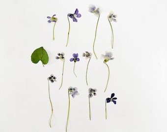 May include: A collection of pressed violet flowers and a single green heart-shaped leaf arranged in a grid. The flowers feature delicate petals in shades of deep purple, light blue, and white, each attached to a thin, slender green stem.