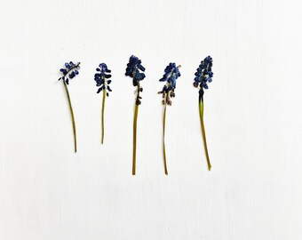 May include: Five pressed grape hyacinth flowers arranged in a row. Each flower features a cluster of small, deep blue, bell-shaped blossoms at the top of a thin, light green stem. The flowers appear dried and flattened, showing natural textures.