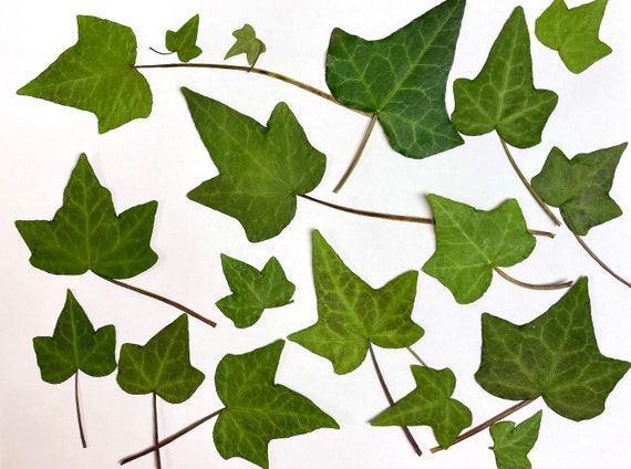 Pressed Ivy Leaves 16 Real Ivy Grown in Princeton, NJ Green Ivy Foliage  Real Ivy Leaves for Crafts, Resin, Wedding Decor L/IVYL 1 -  Denmark