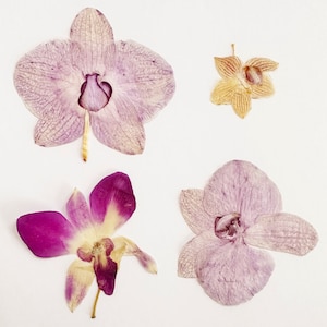 Orquídeas prensadas - 4 flores de orquídeas reais sem haste - cores misturadas - artesanato, resina, joias, casamento, cartões (P/ORCH 1)