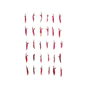 Op de afbeelding: Een compositie van kleine, rode, bloembladachtige vormen op een witte achtergrond. De vormen zijn slank, langwerpig en licht gebogen, met gele uiteinden. De compositie is symmetrisch en visueel evenwichtig.