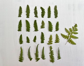 Pressed dried mini fern leaves - real fern foliage grown in my NJ garden -  for crafts, resin, jewelry, wedding, home decor (L/FERN 2)