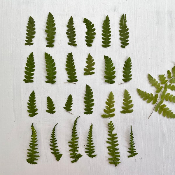 Pressed dried mini fern leaves - real fern foliage grown in my NJ garden -  for crafts, resin, jewelry, wedding, home decor (L/FERN 2)