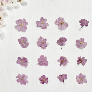 押し花桜 - 本物の乾燥したしだれ桜の花 - 16 個 - 工芸品、樹脂、ジュエリー、結婚式の装飾、キャンドル (F/PRUN 4)
