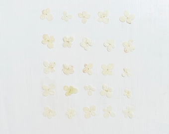 Pressed hydrangea flowers - 25 white hydrangea flowers - grown in NJ, USA garden - for crafts, resin, jewelry, wedding decor (F/HYDR 12)