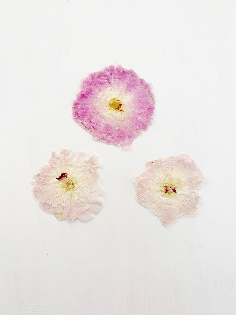 Pressed peony flower - real flower from my NJ garden - 1 large flower - pressed for crafts, resin, jewelry, wedding decor (F/PEON 1) image 2